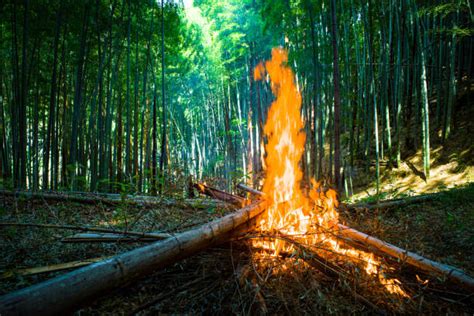 Bamboo Grove Blaze